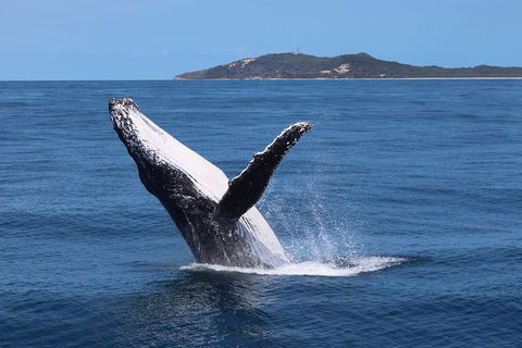 Tangalooma Island Resort Whale Watching Day Cruise With Dolphin Feeding - Kingaroy Accommodation 3