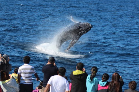 Tangalooma Island Resort Whale Watching Day Cruise With Dolphin Feeding - Kingaroy Accommodation 5