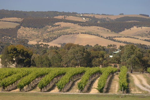 McLaren Vale And Glenelg Wine Tasting And Sightseeing (Half-day Afternoon) - Kingaroy Accommodation 2