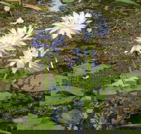 Yellow Water Cruise - Kakadu - Kingaroy Accommodation