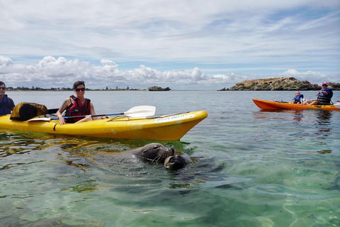 Seal Island And Penguin Island Or Point Peron Sea Kayak Tour - Kingaroy Accommodation 0
