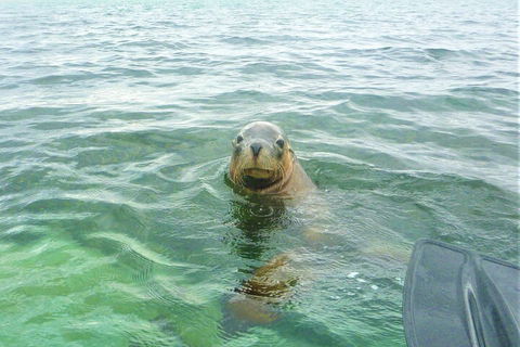 Seal Island And Penguin Island Or Point Peron Sea Kayak Tour - Kingaroy Accommodation 1