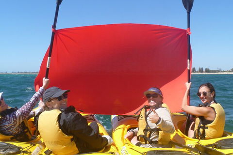 Seal Island And Penguin Island Or Point Peron Sea Kayak Tour - Kingaroy Accommodation 2