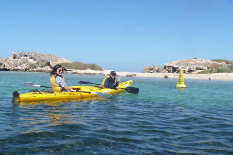 Seal Island And Penguin Island Or Point Peron Sea Kayak Tour - Kingaroy Accommodation 3