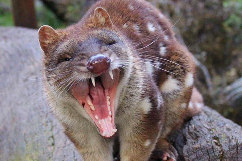 After Dark Tasmanian Devil Feeding Tour At Cradle Mountain - Kingaroy Accommodation 0