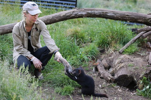 After Dark Tasmanian Devil Feeding Tour At Cradle Mountain - Kingaroy Accommodation 1