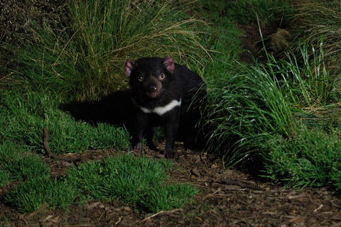 After Dark Tasmanian Devil Feeding Tour At Cradle Mountain - Kingaroy Accommodation 4