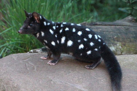 After Dark Tasmanian Devil Feeding Tour At Cradle Mountain - Kingaroy Accommodation 5