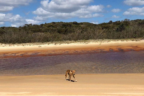 Pippies 3 Days 2 Nights Fraser Island Tour - Kingaroy Accommodation 2