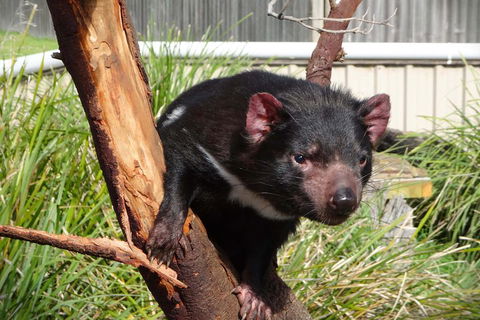 Tasmania 4 Day East Coast + Launceston - Kingaroy Accommodation 2