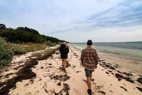 Phillip Island And French Island Wildlife Expedition - Kingaroy Accommodation 1