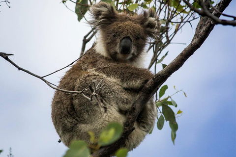 Phillip Island And French Island Wildlife Expedition - Kingaroy Accommodation 3