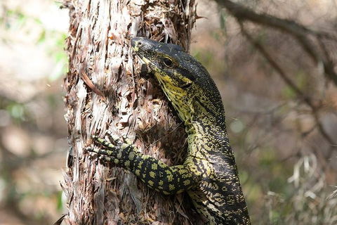 Byron Bay Combo: Minyon Falls And Hinterland Day Trip And Learn To Surf At Byron Bay - Kingaroy Accommodation 0