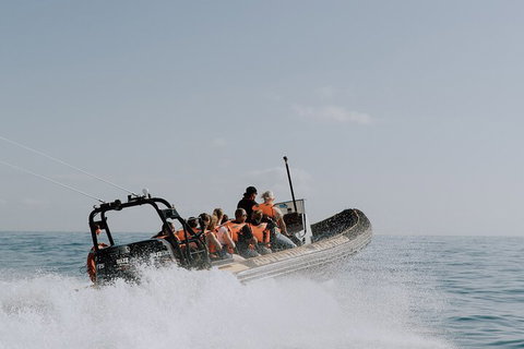 Adventure Whale Watching Tour Mooloolaba - Kingaroy Accommodation 0