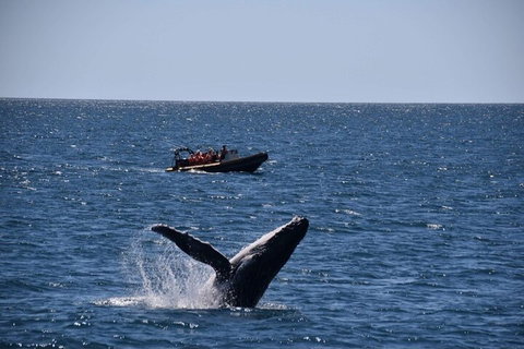 Adventure Whale Watching Tour Mooloolaba - Kingaroy Accommodation 1