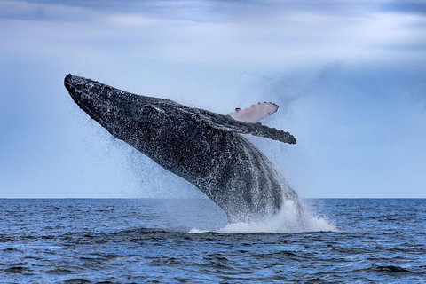 Adventure Whale Watching Tour Mooloolaba - Kingaroy Accommodation 2