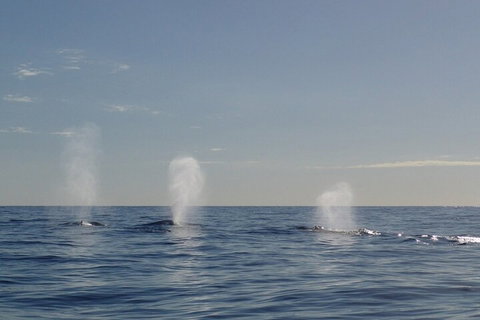 Adventure Whale Watching Tour Mooloolaba - Kingaroy Accommodation 3