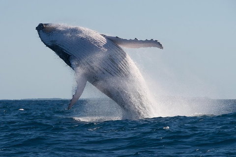 Adventure Whale Watching Tour Mooloolaba - Kingaroy Accommodation 5