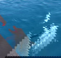 Noosa Wild Dolphin Safari - Kingaroy Accommodation