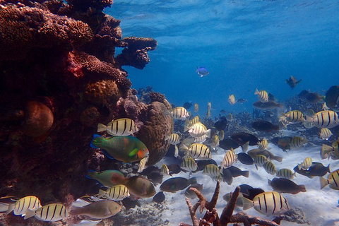 Lagoon Explorer - Ningaloo Reef Full-Day Kayaking And Snorkeling Adventure - Kingaroy Accommodation 2