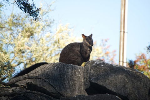 The Explorers' Discovery Tour - Gold, Wine & Wildlife - Kingaroy Accommodation 4