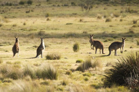 From The Mountains To The Bay - 4 Day Rediscovery Small Group Tour - Kingaroy Accommodation 4