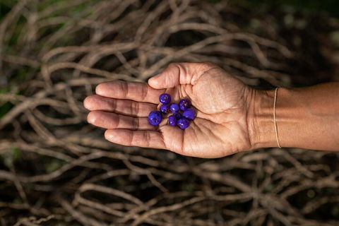 Cape Byron Aboriginal Tour - Kingaroy Accommodation 0