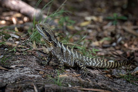 Cape Byron Aboriginal Tour - Kingaroy Accommodation 3
