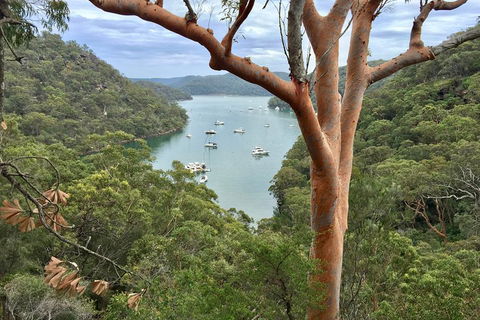 Shore Excursion: Sydney's Northern Beaches & Ku-ring-gai National Park Bus Tour - Kingaroy Accommodation 1
