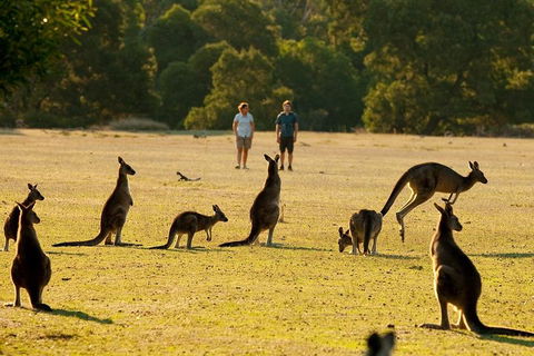 Grampians National Park Small-Group Eco Tour From Melbourne - Kingaroy Accommodation 4