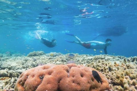 Great Barrier Reef Day Cruise To Reefworld - Kingaroy Accommodation 1