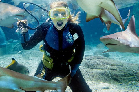 Shark Dive Experience At SEA LIFE Melbourne Aquarium - Kingaroy Accommodation 0