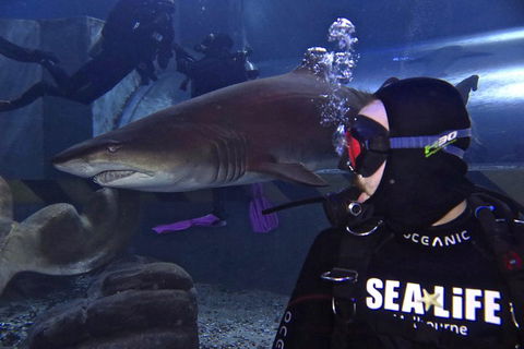 Shark Dive Experience At SEA LIFE Melbourne Aquarium - Kingaroy Accommodation 2