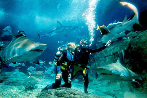 Shark Dive Experience At SEA LIFE Melbourne Aquarium - Kingaroy Accommodation 3