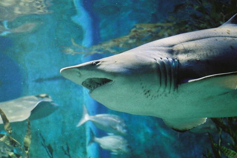 Shark Dive Experience At SEA LIFE Melbourne Aquarium - Kingaroy Accommodation 4
