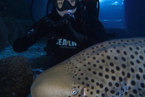 Shark Dive Experience At SEA LIFE Melbourne Aquarium - Kingaroy Accommodation 5
