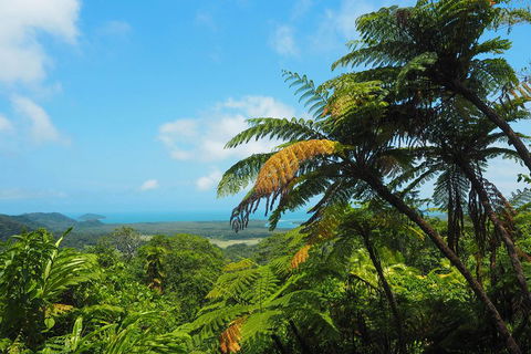 Cape Tribulation, Daintree Rainforest And Wildlife Tour - Kingaroy Accommodation 3