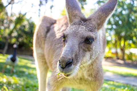 Virtual Interactive Australian Wildlife Tour With Private Guide-Wildlife Habitat - Kingaroy Accommodation 2