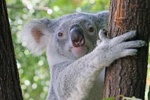 Virtual Interactive Australian Wildlife Tour With Private Guide-Wildlife Habitat - Kingaroy Accommodation 3