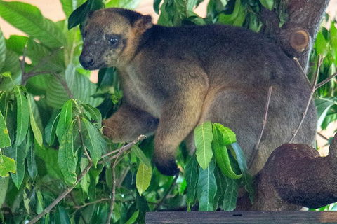Virtual Interactive Australian Wildlife Tour With Private Guide-Wildlife Habitat - Kingaroy Accommodation 4