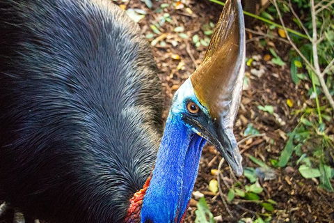 Virtual Interactive Australian Wildlife Tour With Private Guide-Wildlife Habitat - Kingaroy Accommodation 5