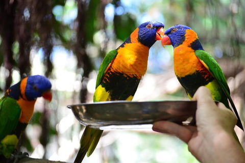 Wildlife Habitat Port Douglas - Kingaroy Accommodation 0