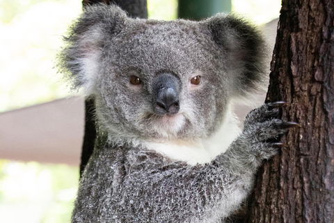 Wildlife Habitat Port Douglas - Kingaroy Accommodation 1