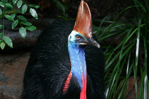 Wildlife Habitat Port Douglas - Kingaroy Accommodation 3
