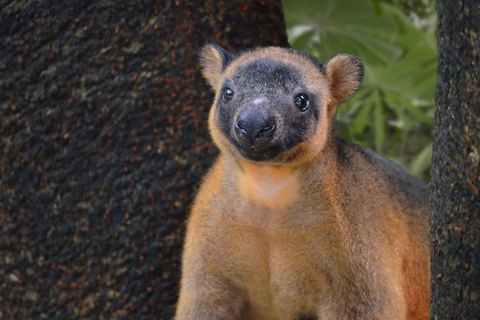 Wildlife Habitat Port Douglas - Kingaroy Accommodation 5
