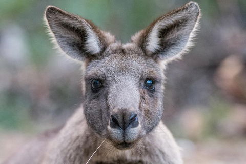 Great Ocean Road And Grampians 2 Day Short Break Escape From Melbourne - Kingaroy Accommodation 4