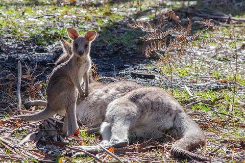 Adelaide To Melbourne 3-Day Trip Through Grampians And Great Ocean Road - Kingaroy Accommodation 5