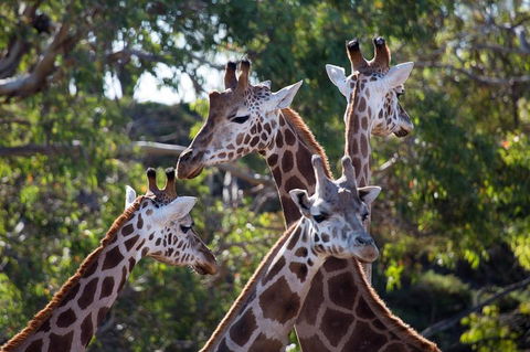 Werribee Open Range Zoo General Admission Ticket - Kingaroy Accommodation 0