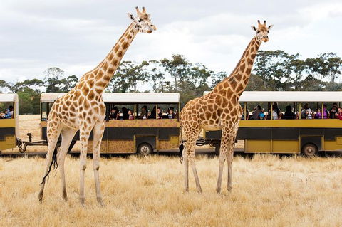 Werribee Open Range Zoo General Admission Ticket - Kingaroy Accommodation 2