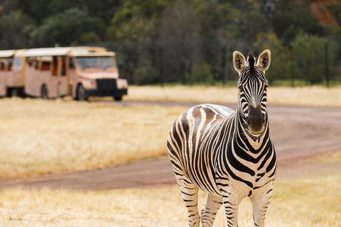 Werribee Open Range Zoo General Admission Ticket - Kingaroy Accommodation 5
